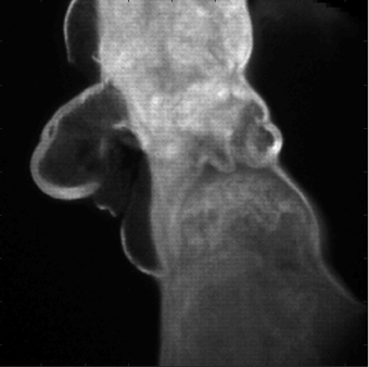 Representative neurophotonics result image
