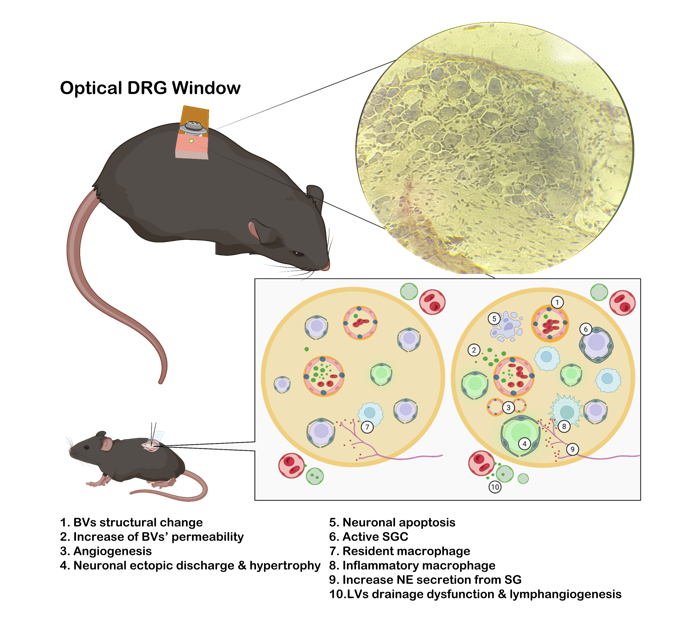 DRG chronic pain imaging