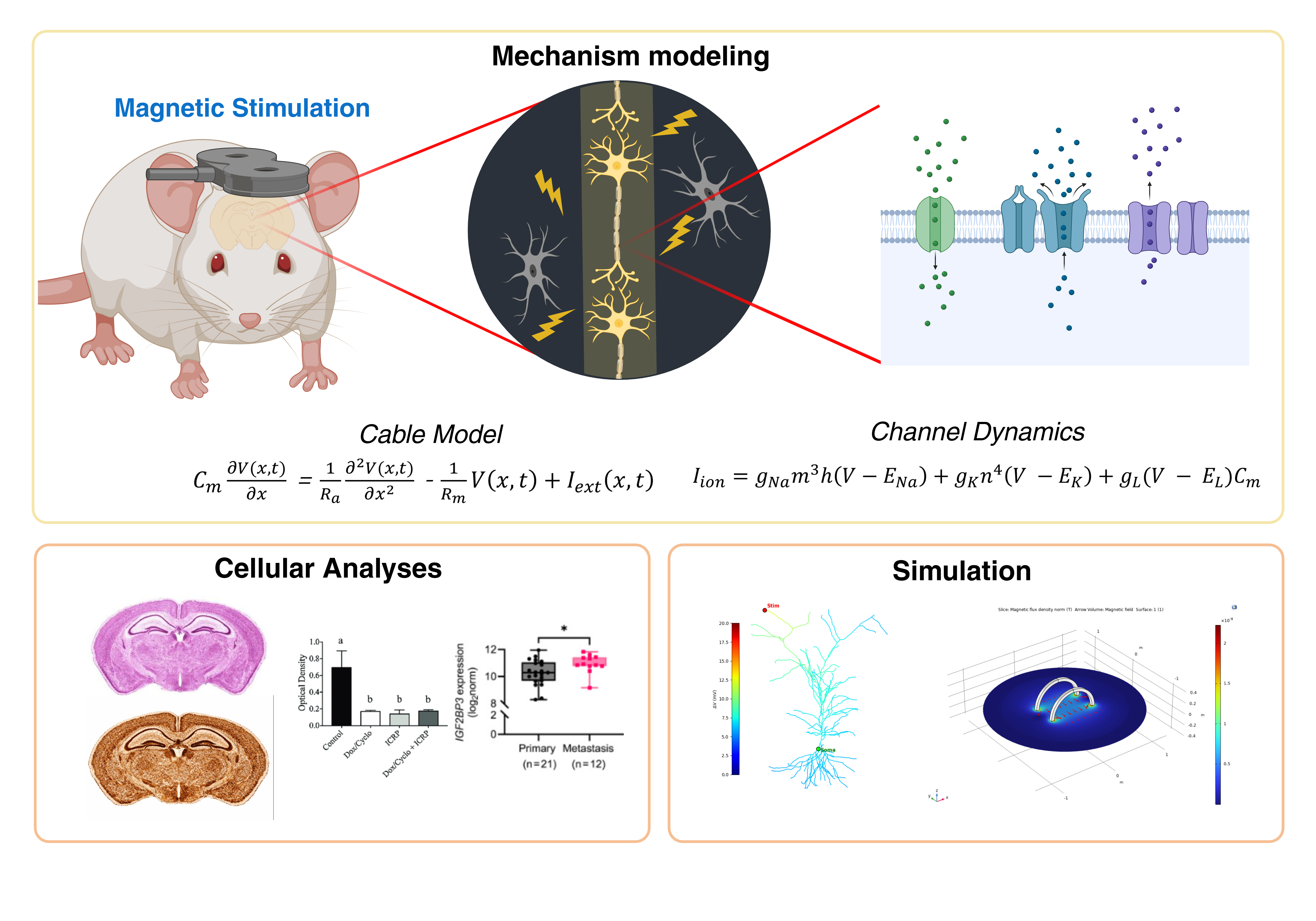 Magnetic stimulation biophysics (modeling and simulation)